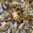 النحل ومتغيرات البيئةللنحل
