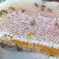 العسل منتج نباتي او حيواني؟