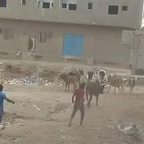 استمرار حملة مكافحة المواشي السائبة في عدن