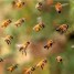 النحل والطحين