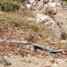 أسراب من الجراد تهاجم منطقة رخمة بيافع رصد – محافظة أبين