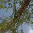 تعرّفوا على فوائد شجرة المورينجا واستخداماتها المتعددة
