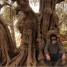 فلسطين.. الاستيطان الإسرائيلي في بيت لحم يهدد بقطع ثاني أقدم شجرة زيتون في العالم